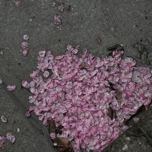 美国留学生刘玥ins
